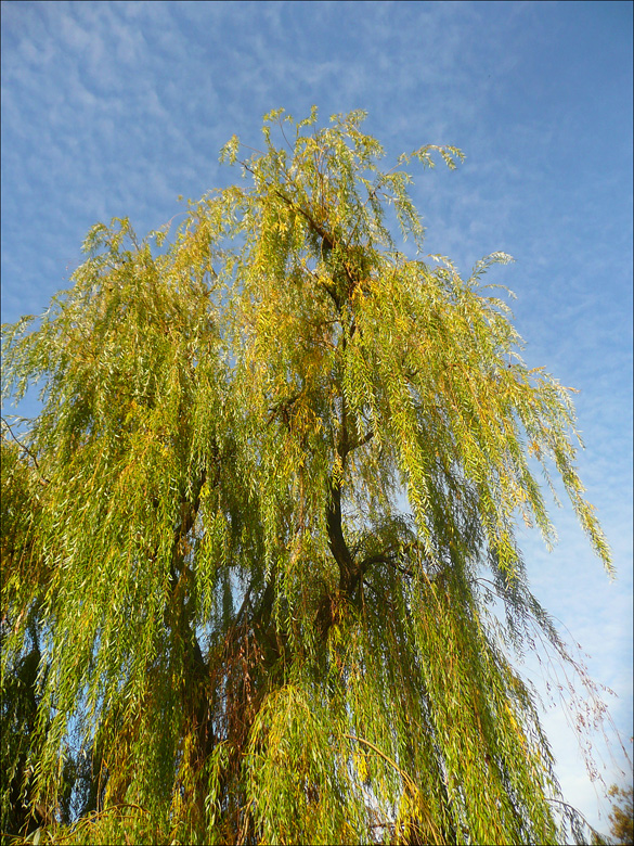 Image of Salix babylonica specimen.