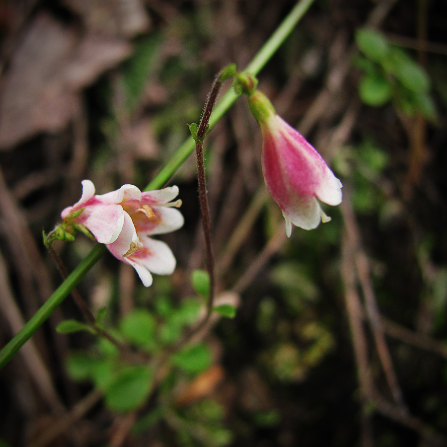 Image of Linnaea borealis specimen.