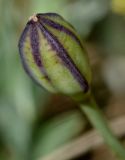 Tulipa agenensis