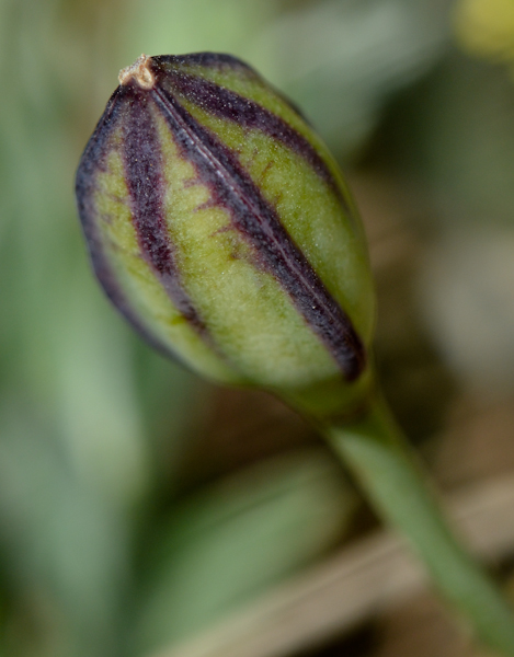 Изображение особи Tulipa agenensis.