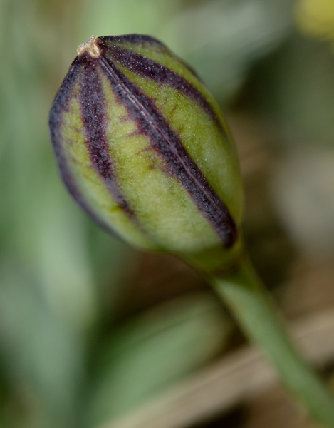 Image of Tulipa agenensis specimen.