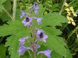 Delphinium maackianum