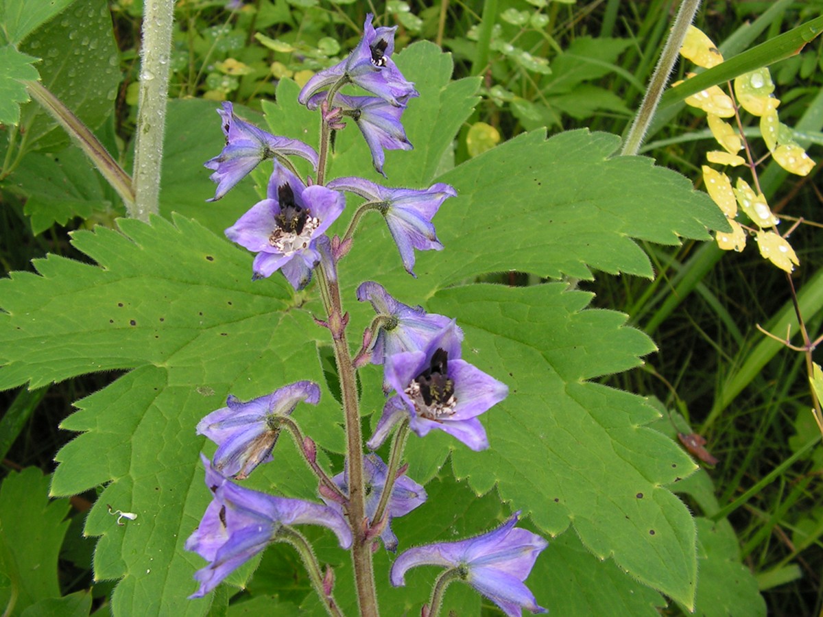 Изображение особи Delphinium maackianum.