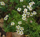 Saxifraga × arendsii. Цветущее растение. Московская обл., дачный участок. 22.05.2008.