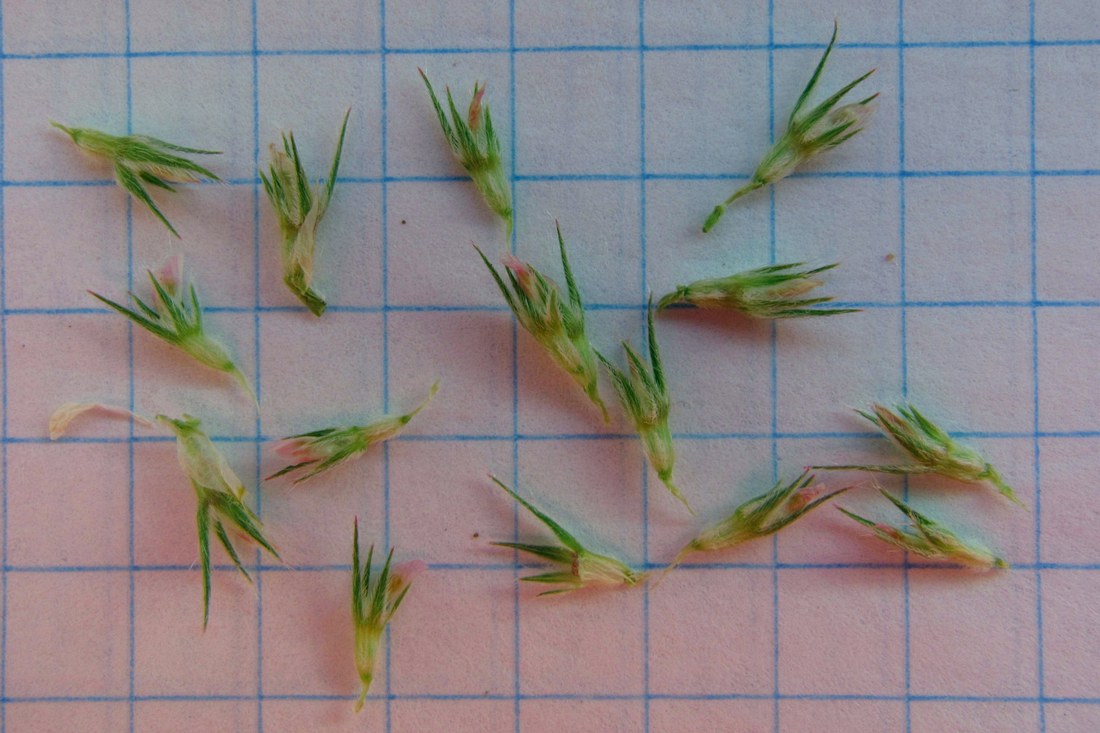Изображение особи Trifolium scabrum.