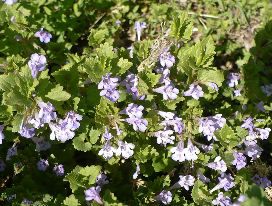 Изображение особи Glechoma hederacea.