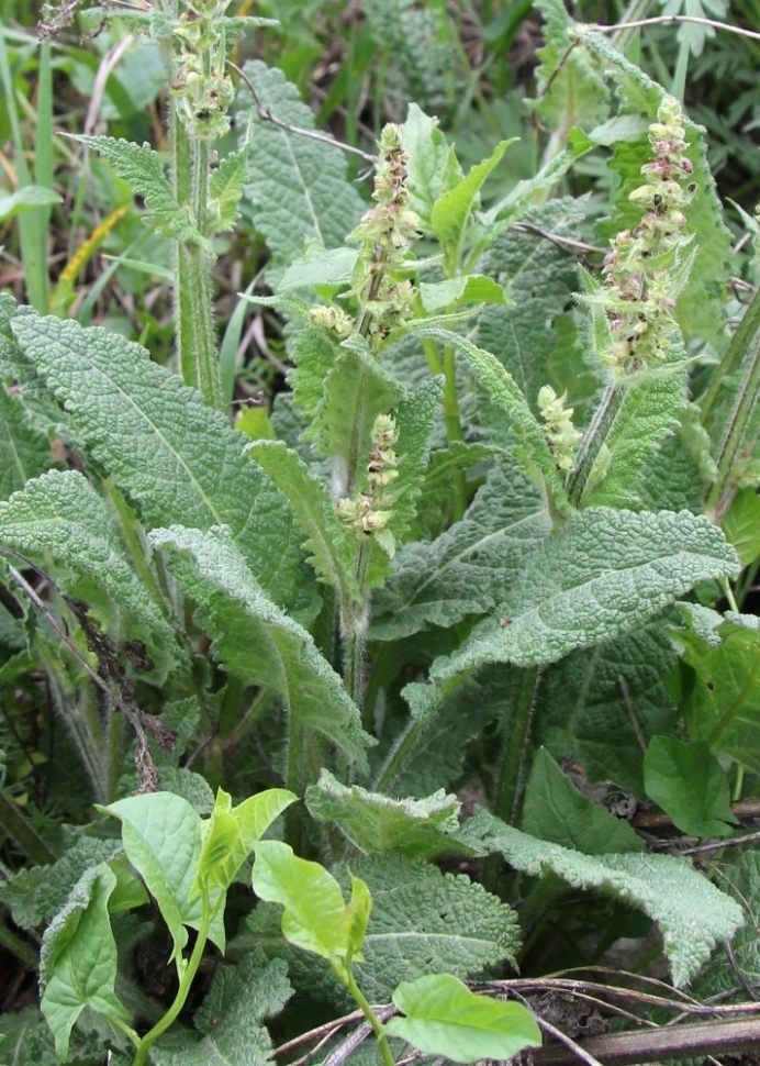 Изображение особи Salvia pratensis.