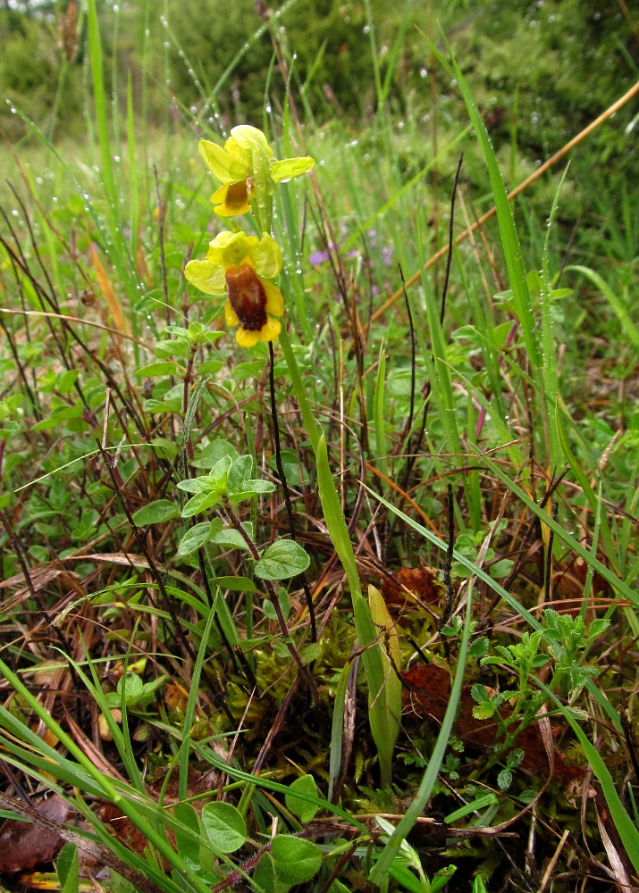 Изображение особи Ophrys lutea.