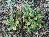 Pedicularis sibthorpii