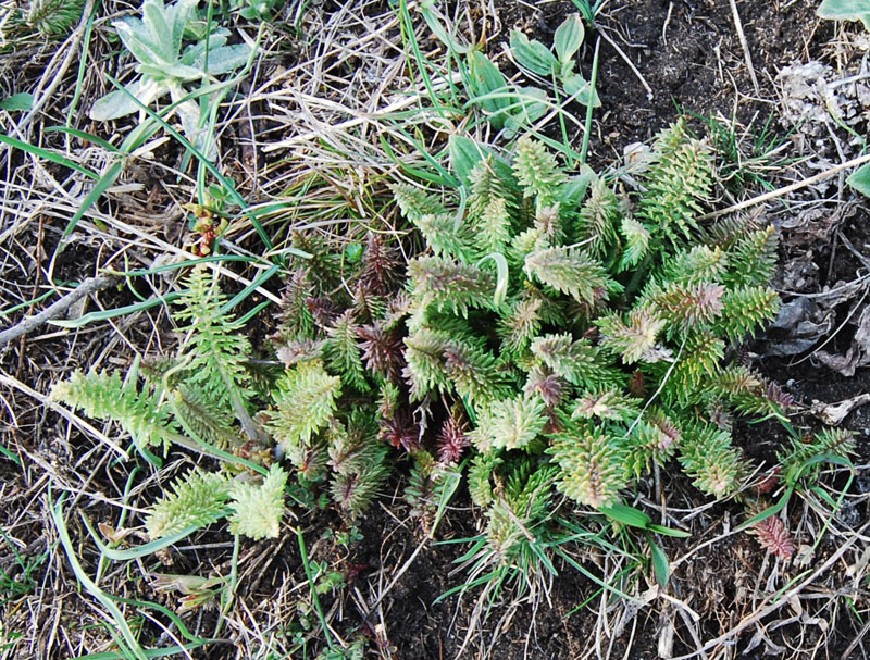 Изображение особи Pedicularis sibthorpii.