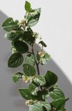 Cotoneaster dielsianus. Раскрывающиеся цветки и листья, часть которых объедена вредителями. Германия, г. Кемпен, в прогулочной зоне. 25.05.2012.