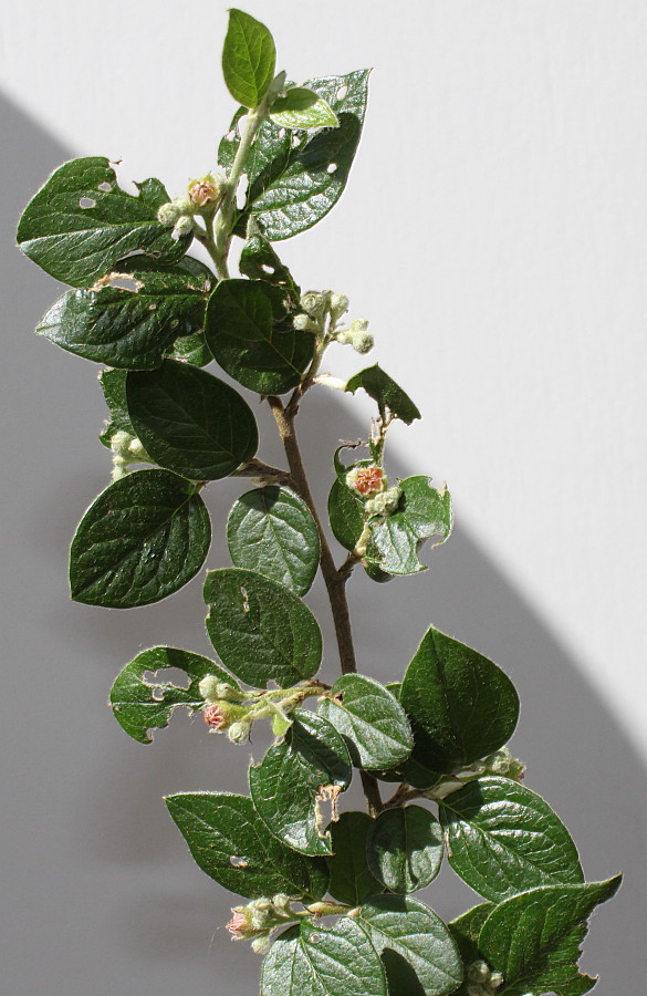 Image of Cotoneaster dielsianus specimen.