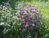 Phlomis taurica