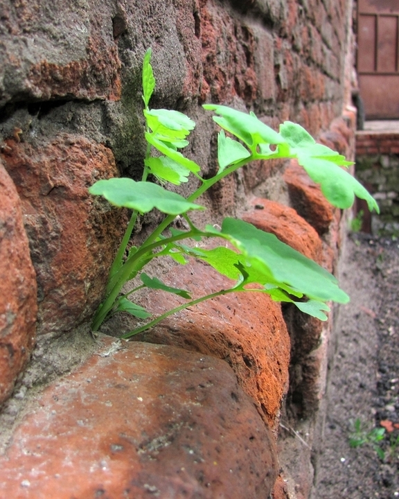 Изображение особи Chelidonium majus.