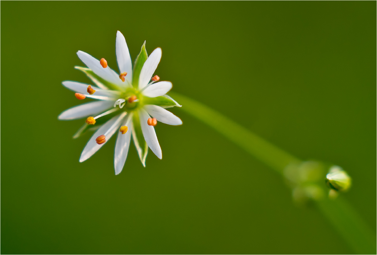 Изображение особи Stellaria graminea.