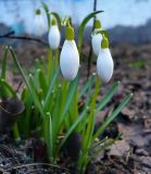 Galanthus nivalis. Цветущие растения. Чувашия, г. Шумерля. 8 апреля 2009 г.