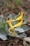 Corydalis sewerzowii