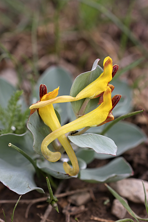 Image of Corydalis sewerzowii specimen.