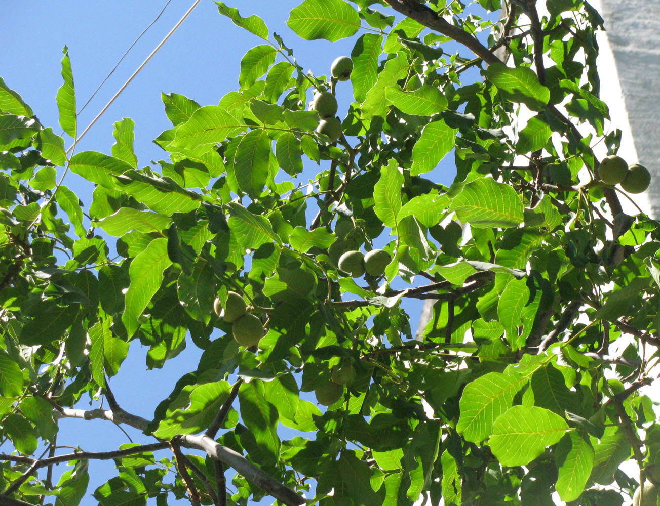 Image of Juglans regia specimen.