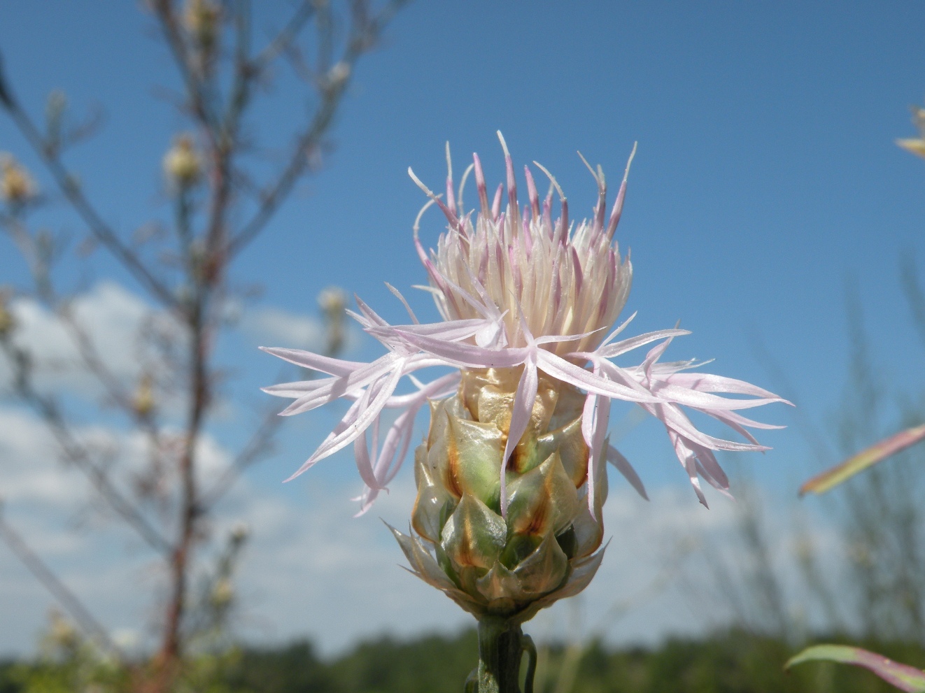 Image of Centaurea konkae specimen.