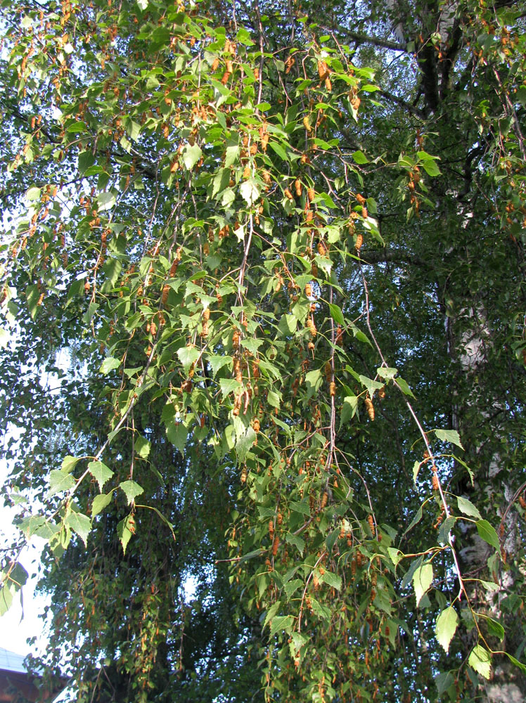 Image of Betula pendula specimen.