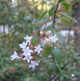 Abelia × grandiflora