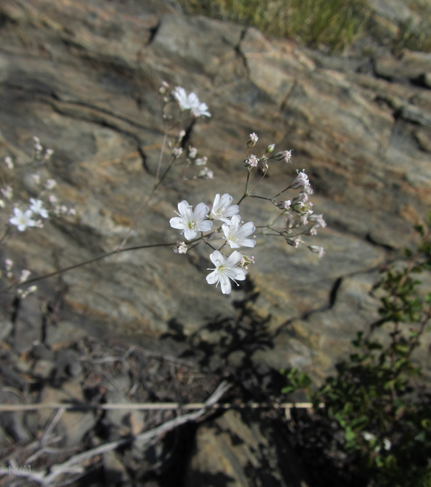 Изображение особи Gypsophila rupestris.