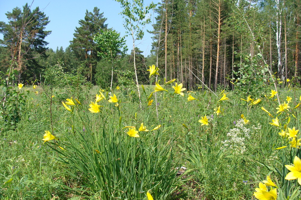 Изображение особи Hemerocallis minor.