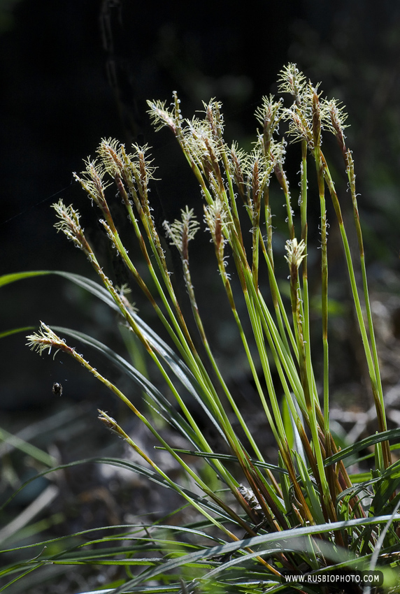 Изображение особи Carex digitata.