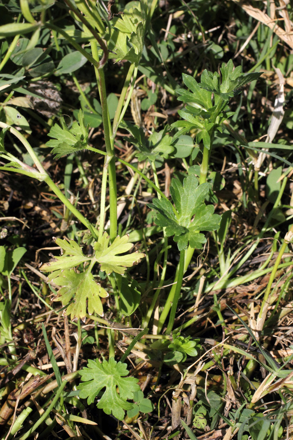 Image of Ranunculus sardous specimen.
