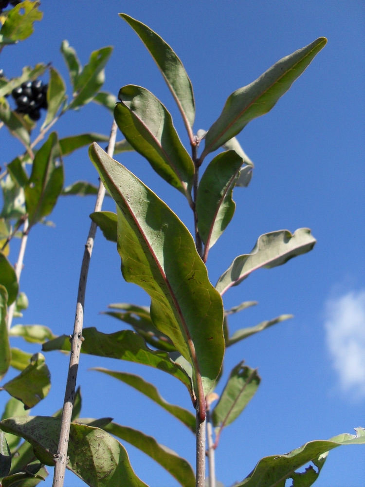 Image of Ligustrum vulgare specimen.