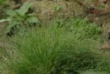 Juncus sphaerocarpus