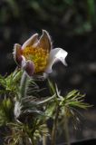 Pulsatilla multifida