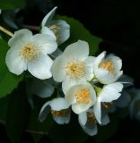 Philadelphus coronarius