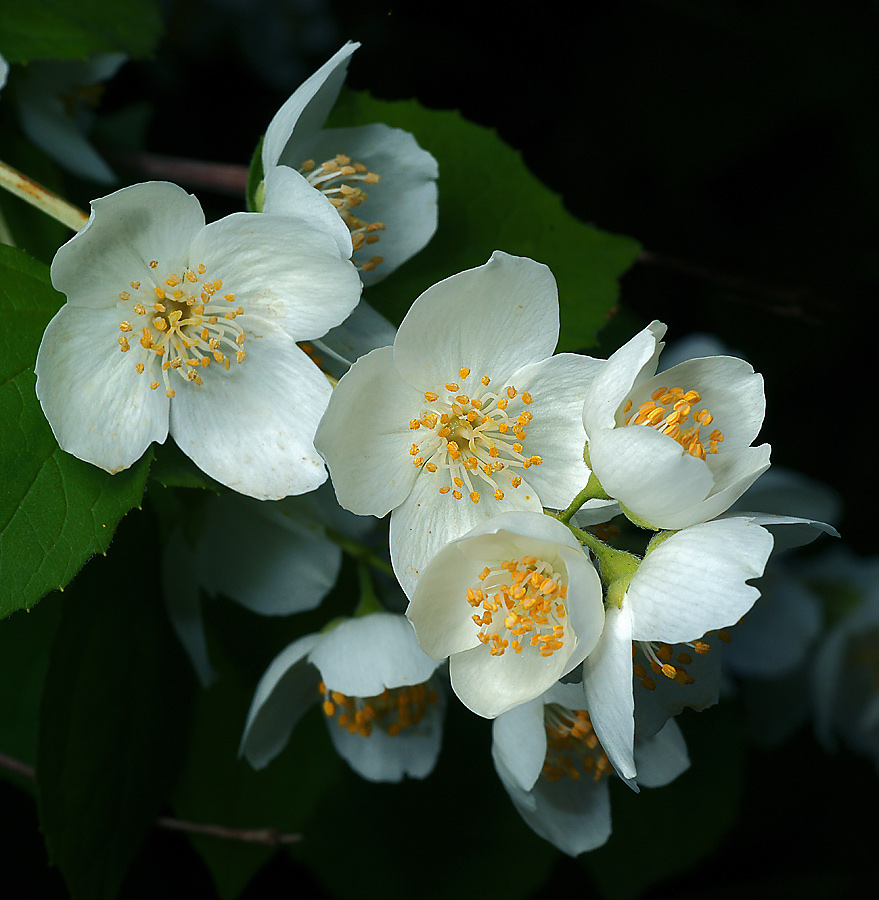 Изображение особи Philadelphus coronarius.