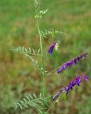 Image of taxon representative. Author is Юрий Пирогов