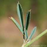 Medicago romanica