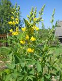 Thermopsis villosa