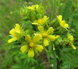 Potentilla longifolia