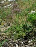 Pulsatilla patens. Плодоносящее растение на степном южном склоне. Самара, Сокольи горы. 10.05.2009.
