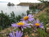 Aster alpinus