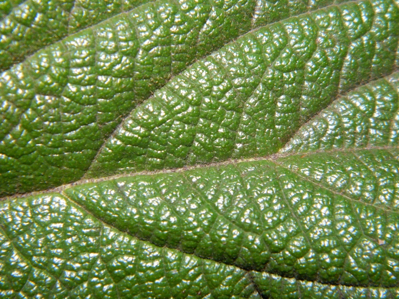 Image of Viburnum rhytidophyllum specimen.