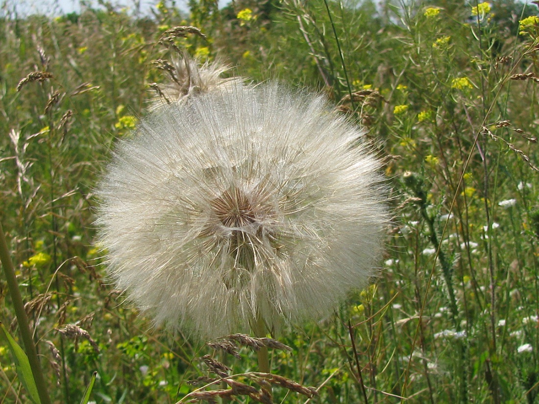 Image of Tragopogon dubius ssp. major specimen.