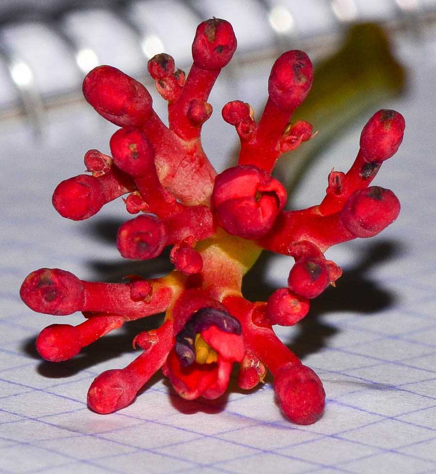 Image of Jatropha multifida specimen.