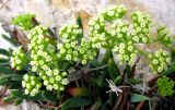 Crithmum maritimum. Соцветия. Хорватия, Истрия, пос. Баньоле, между камней обрыва берега моря. 04.09.2012.