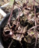 Asarum splendens