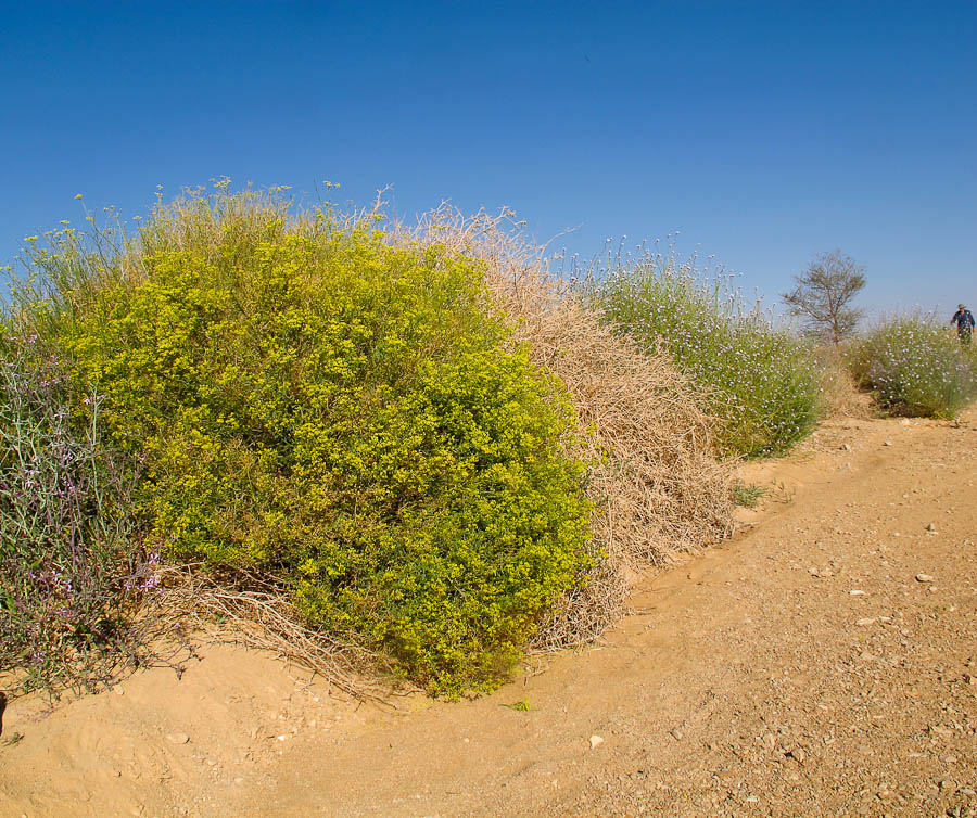 Image of Haplophyllum tuberculatum specimen.