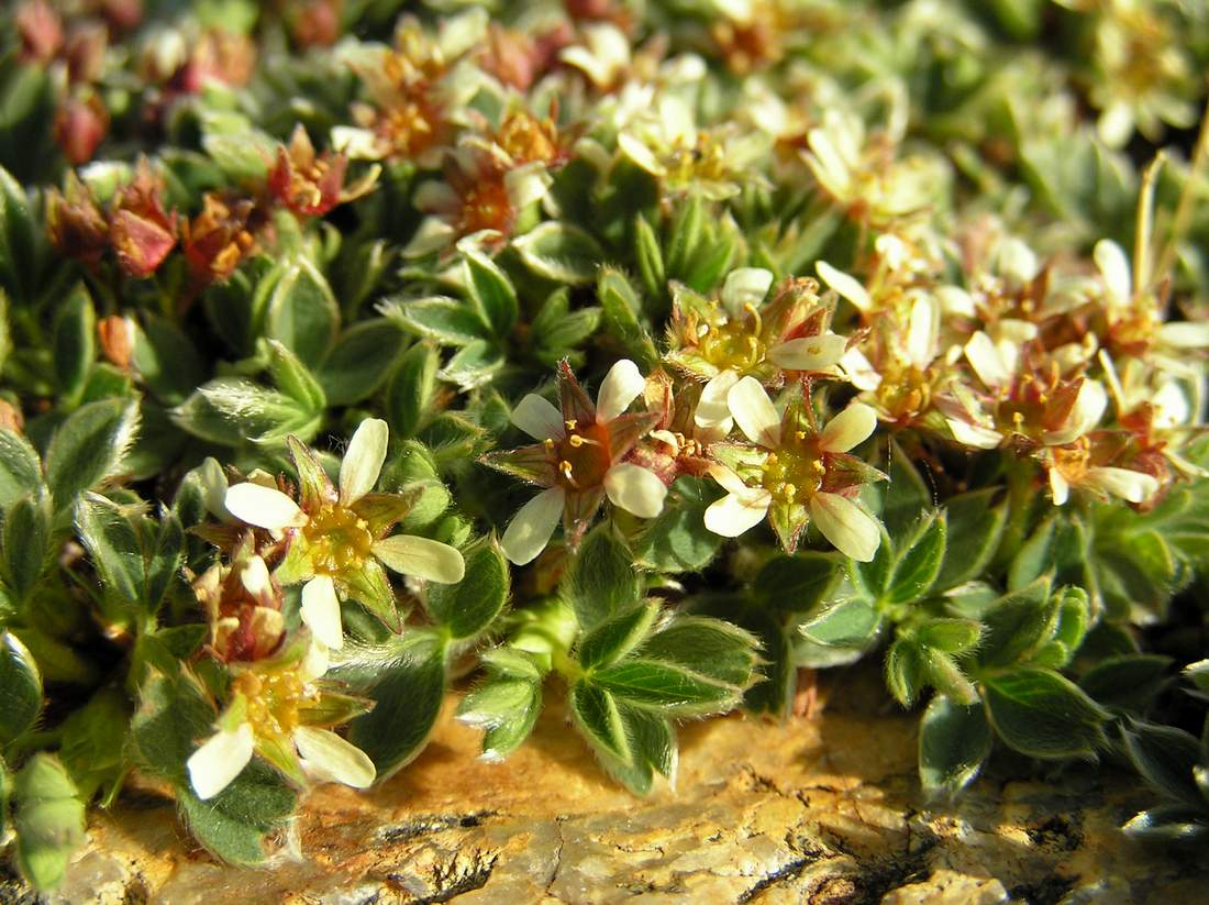 Image of Sibbaldia tetrandra specimen.