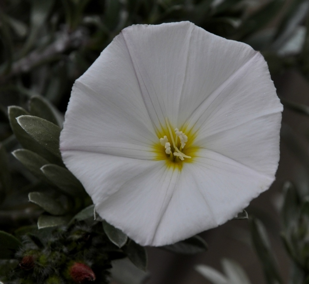 Изображение особи Convolvulus cneorum.