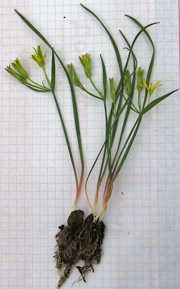 Image of Gagea podolica specimen.